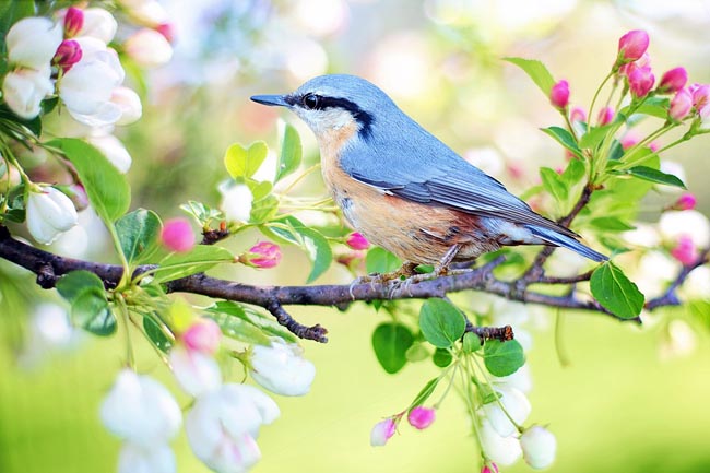 aforismi primavera